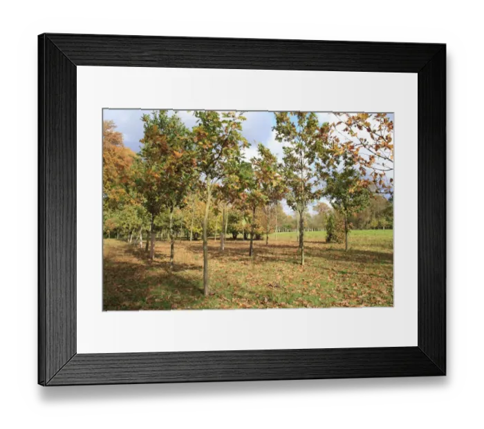 Framed Print : Common Oak (Quercus robur) young trees, growing in new Millenium woodland, planted on former meadowland Framed Print : Common Oak (Quercus robur) young trees, growing in new Millenium woodland, planted on former meadowland