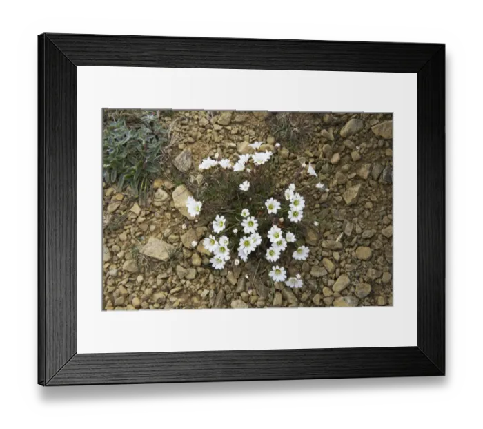 Framed Print : Edmundsons Chickweed (Cerastium nigrescens) flowering, Keen of Hamar National Nature Reserve, Unst, Shetland Islands