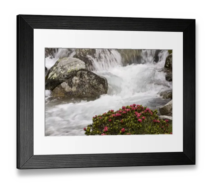 Framed Print : Alpenrose (Rhododendron ferrugineum) flowering, growing beside alpine stream, Engadin Valley, Swiss Alps, Switzerland Framed Print : Alpenrose (Rhododendron ferrugineum) flowering, growing beside alpine stream, Engadin Valley, Swiss Alps, Switzerland
