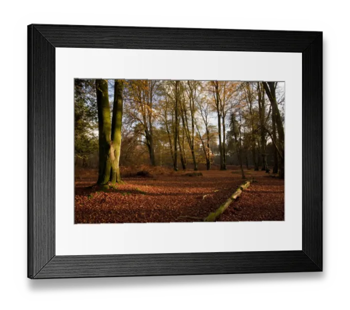 Framed Print : Common Beech (Fagus sylvatica) old woodland habitat in autumn, Knightwood Inclosure, New Forest, Hampshire, England