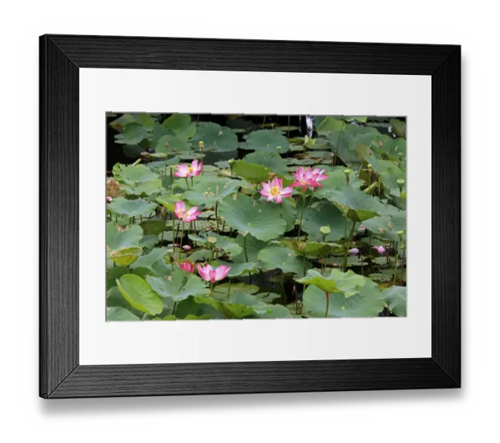 Framed Print : Indian Lotus (Nelumbo nucifera) flowering, Kota Kinabalu, Sabah, Borneo, Malaysia Framed Print : Indian Lotus (Nelumbo nucifera) flowering, Kota Kinabalu, Sabah, Borneo, Malaysia