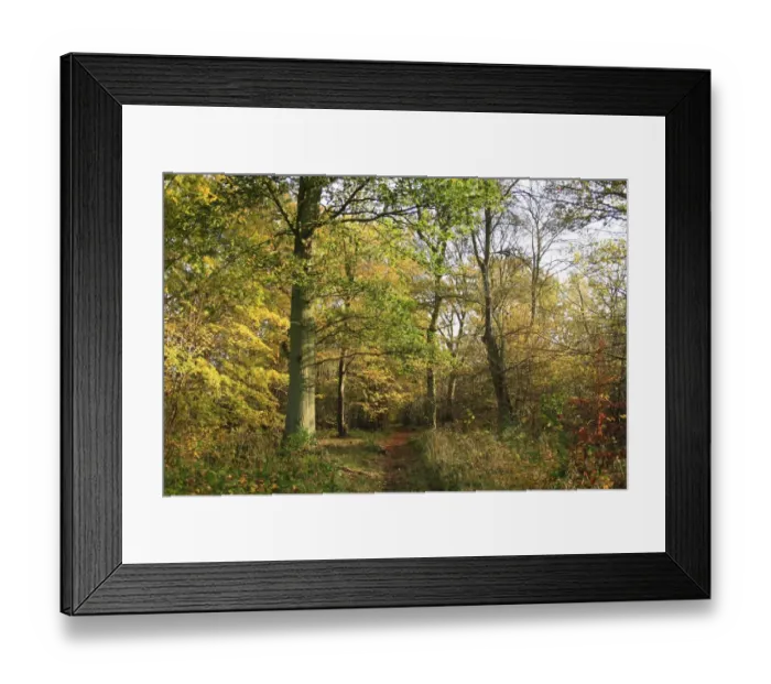 Framed Print : Common Oak (Quercus robur) and European Hornbeam (Carpinus betulus) ancient woodland habitat with path Framed Print : Common Oak (Quercus robur) and European Hornbeam (Carpinus betulus) ancient woodland habitat with path