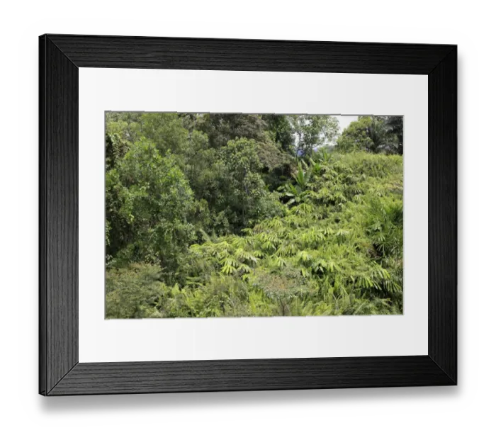 Framed Print : View of dense rainforest habitat, Sabah, Borneo, Malaysia Framed Print : View of dense rainforest habitat, Sabah, Borneo, Malaysia