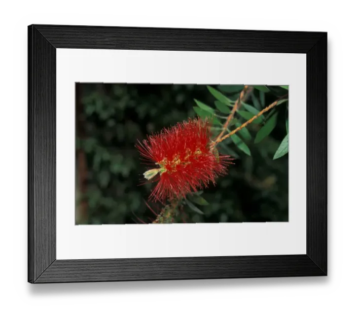 Framed Print : Bottlebrush (Callistemon citrinus var. Splendens) Flower cluster Framed Print : Bottlebrush (Callistemon citrinus var. Splendens) Flower cluster