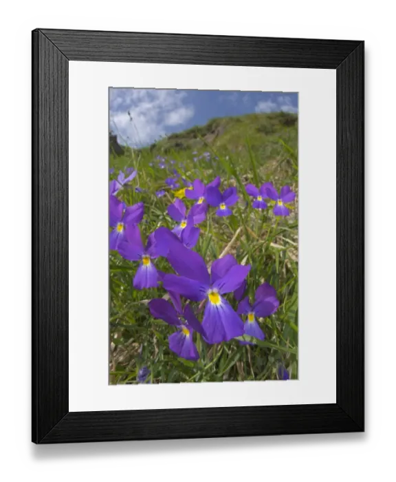 Framed Print : Bertolonis Pansy (Viola bertolonii) flowering, growing in ophiolitic habitat, Northwestern Italy