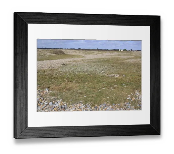Framed Print : Coastal vegetated shingle habitat, The Haven, Thorpeness, Suffolk, England, february Framed Print : Coastal vegetated shingle habitat, The Haven, Thorpeness, Suffolk, England, february