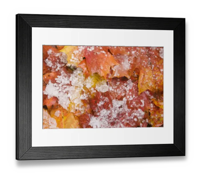Framed Print : Fallen maple leaves on forest floor after hailstone shower, Upper Peninsula, Michigan, U. S. A. october Framed Print : Fallen maple leaves on forest floor after hailstone shower, Upper Peninsula, Michigan, U. S. A. october