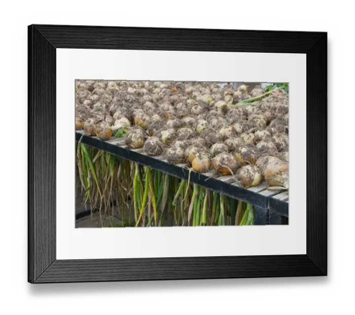 Framed Print : Onion (Allium cepa) harvested bulbs, drying on rack in greenhouse, Middle Claydon, Buckinghamshire, England, august Framed Print : Onion (Allium cepa) harvested bulbs, drying on rack in greenhouse, Middle Claydon, Buckinghamshire, England, august