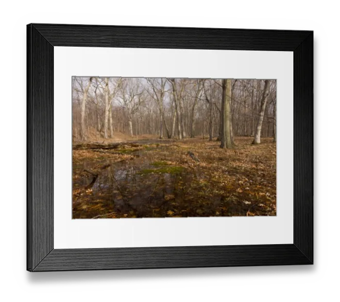 Framed Print : Northern Red Oak (Quercus rubra) and White Oak (Quercus alba) woodland habitat, with fallen leaves and puddles Framed Print : Northern Red Oak (Quercus rubra) and White Oak (Quercus alba) woodland habitat, with fallen leaves and puddles