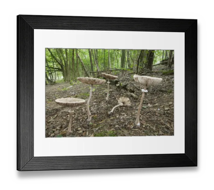 Framed Print : Slender Parasol (Macrolepiota mastoidea) fruiting bodies, growing on floor of coppice woodland habitat, Kent, England Framed Print : Slender Parasol (Macrolepiota mastoidea) fruiting bodies, growing on floor of coppice woodland habitat, Kent, England