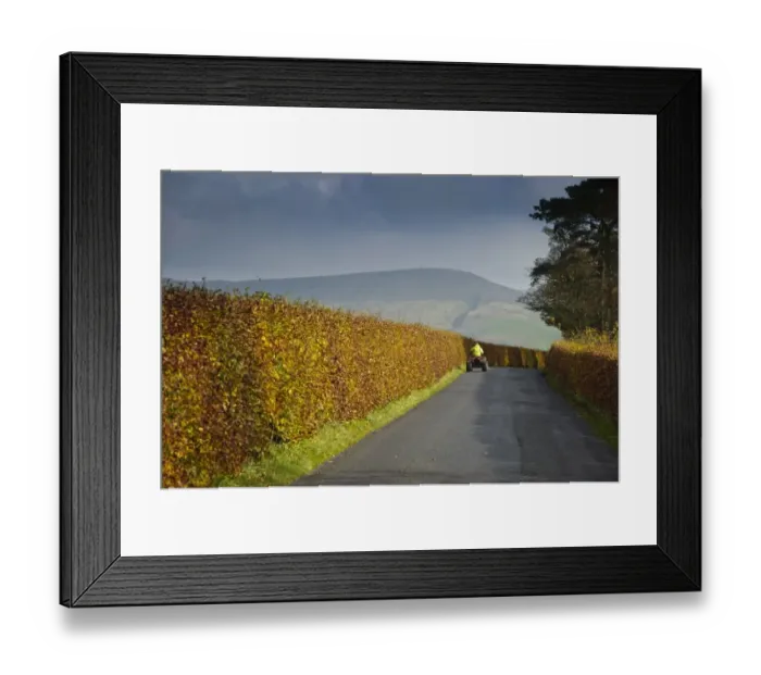 Framed Print : Common Beech (Fagus sylvatica) hedge, with leaves in autumn colour, growing beside road with quad bike