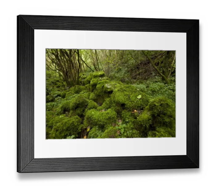 Framed Print : Damp and mossy deciduous woodland habitat, Monks Dale, Derbyshire Dales N. N. R. White Peak, Peak District N. P