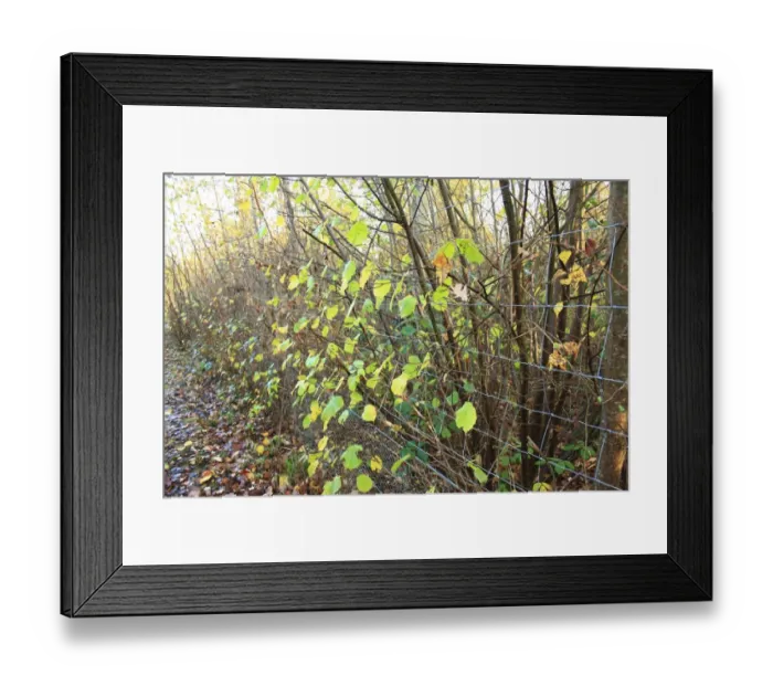 Framed Print : Common Hazel (Corylus avellana) coppiced ancient woodland habitat with wire fencing as protection from browsing deer