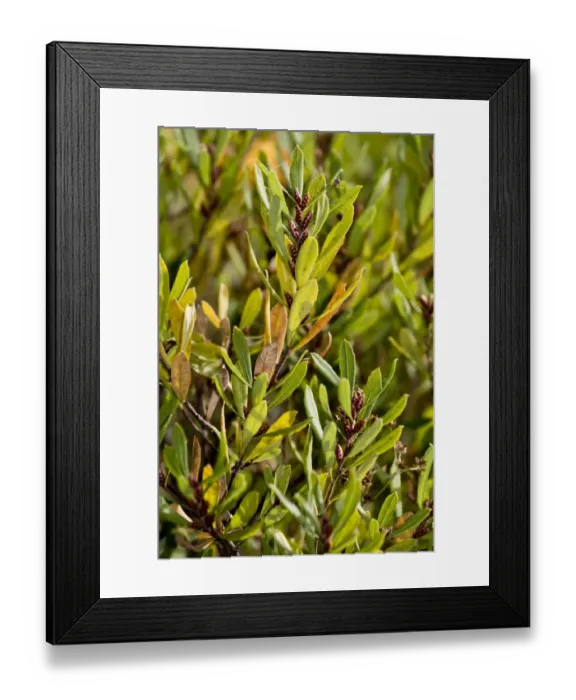 Framed Print : Bog Myrtle (Myrica gale) in fruit, Wareham Forest, Dorset, England, october