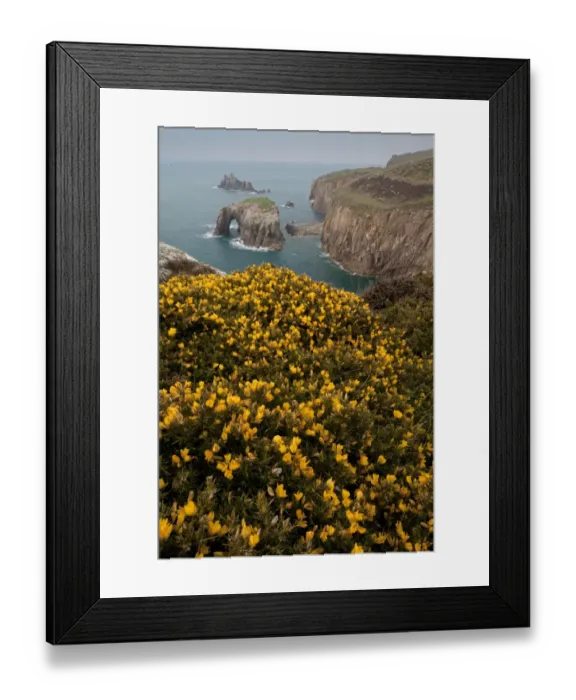 Framed Print : Common Gorse (Ulex europaeus) flowering, growing on clifftop with sea arch in distance, Lands End, Cornwall, England Framed Print : Common Gorse (Ulex europaeus) flowering, growing on clifftop with sea arch in distance, Lands End, Cornwall, England