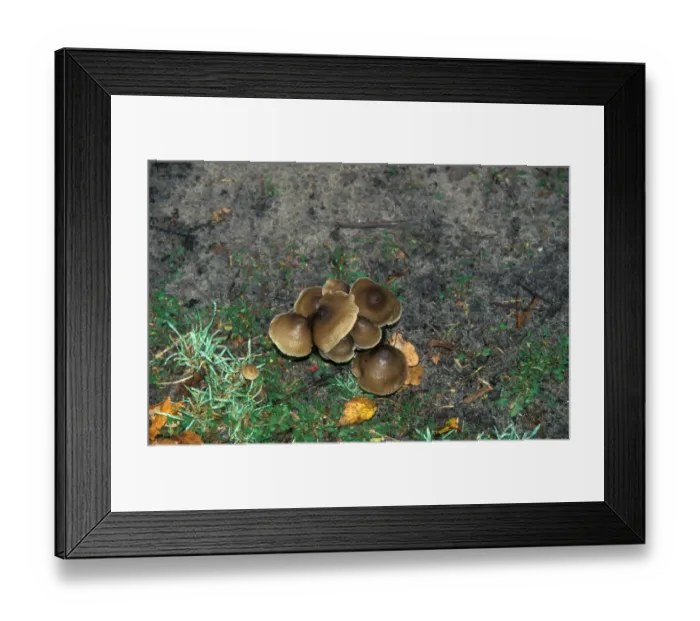 Framed Print : Nycena Inclinata Framed Print : Nycena Inclinata
