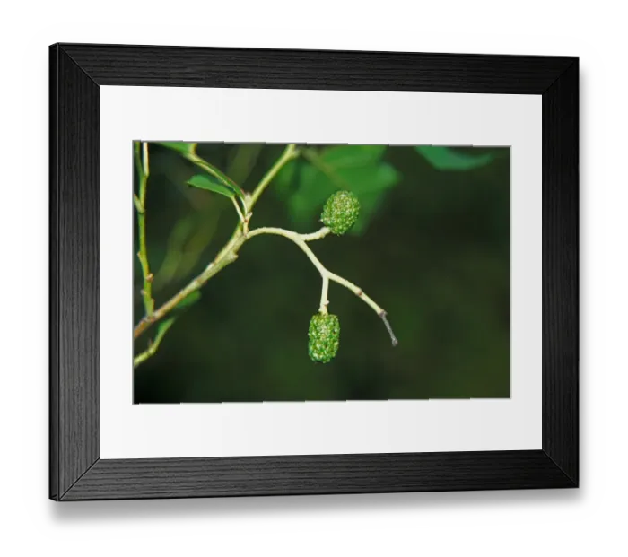 Framed Print : Alnus orientalis Fruit Framed Print : Alnus orientalis Fruit