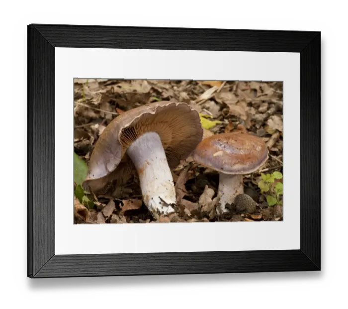 Framed Print : Bruising Webcap (Cortinarius purpurascens) fruiting bodies, growing in old woodland, Wiltshire, England, september Framed Print : Bruising Webcap (Cortinarius purpurascens) fruiting bodies, growing in old woodland, Wiltshire, England, september