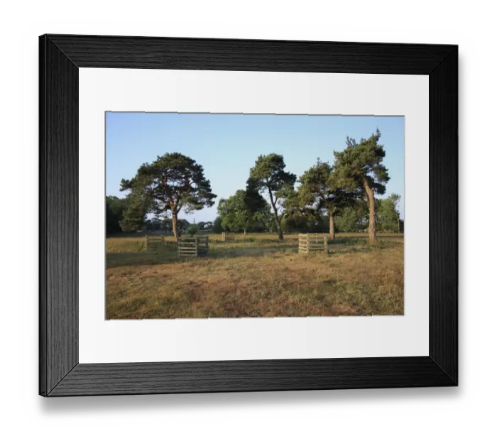 Framed Print : Scots Pine (Pinus sylvestris) habit, planted in Victorian commemorative circle with newly planted saplings Framed Print : Scots Pine (Pinus sylvestris) habit, planted in Victorian commemorative circle with newly planted saplings
