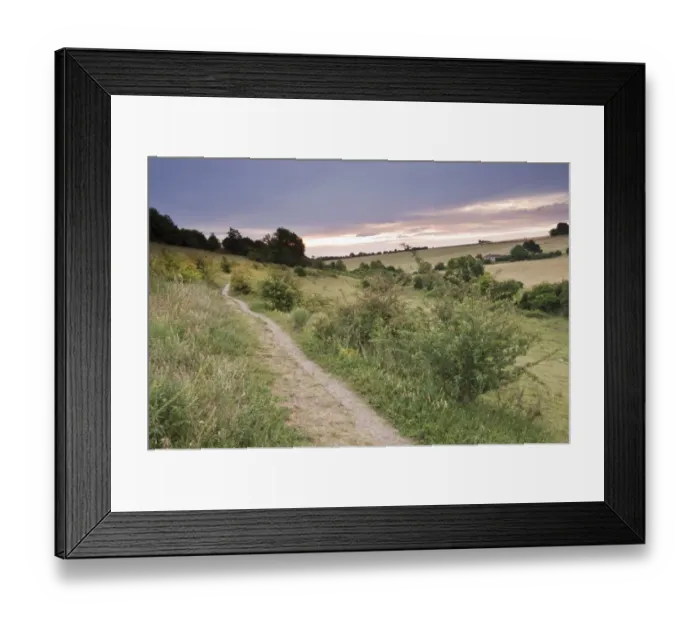 Framed Print : View of path through grassland habitat at dawn, Queendown Warren Nature Reserve, North Downs, Kent, England, july Framed Print : View of path through grassland habitat at dawn, Queendown Warren Nature Reserve, North Downs, Kent, England, july