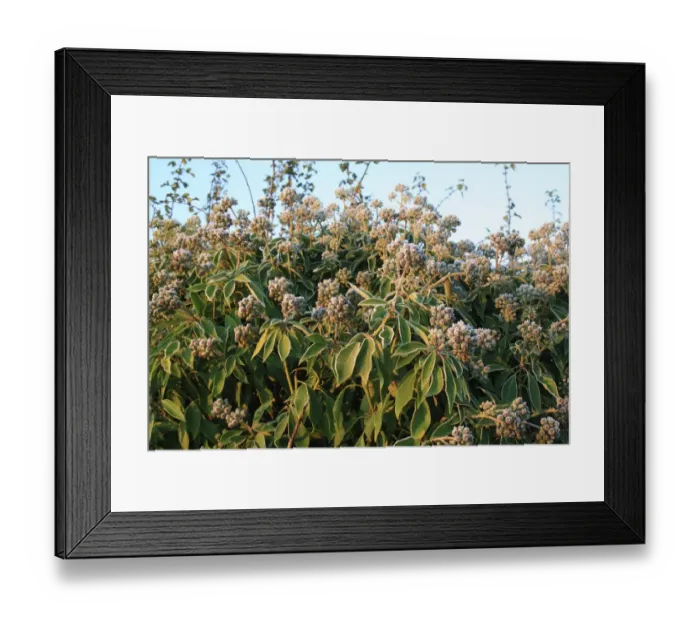 Framed Print : Ivy (Hedera helix) frost covered leaves and fruit, growing in hedgerow at dawn, Bacton, Suffolk, England, november Framed Print : Ivy (Hedera helix) frost covered leaves and fruit, growing in hedgerow at dawn, Bacton, Suffolk, England, november