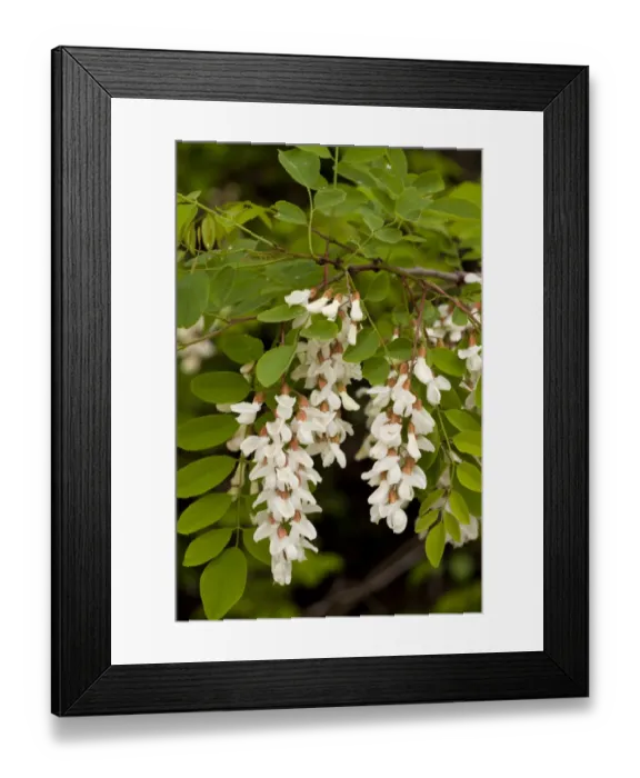 Framed Print : False Acacia (Robinia pseudoacacia) introduced naturalised species, close-up of flowers and leaves, Italy, april