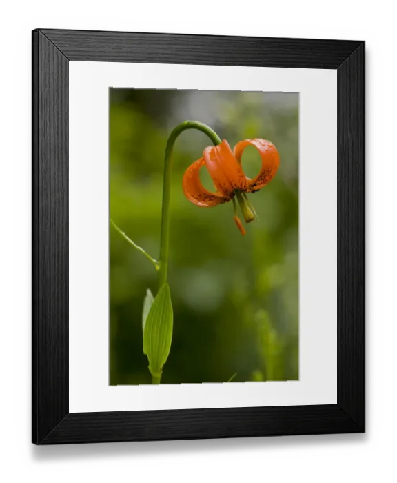 Framed Print : Carnic Lily (Lilium carniolicum) flowering, growing in hay meadow, Slovenia, june Framed Print : Carnic Lily (Lilium carniolicum) flowering, growing in hay meadow, Slovenia, june