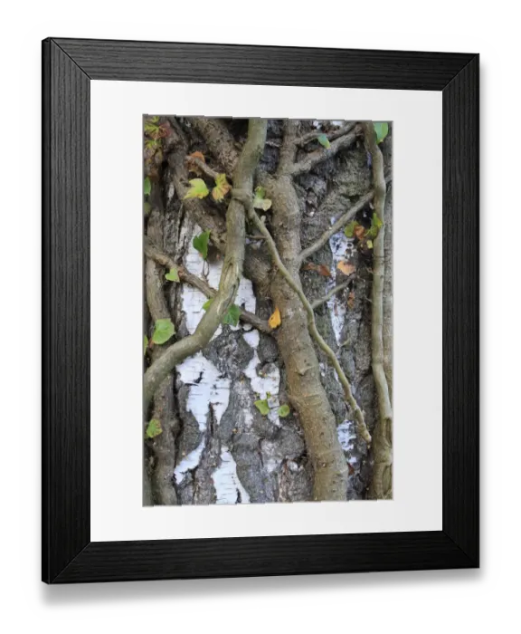 Framed Print : Ivy (Hedera helix) close-up of stems, climbing Silver Birch (Betula pendula) trunk, in woodland at edge of fen Framed Print : Ivy (Hedera helix) close-up of stems, climbing Silver Birch (Betula pendula) trunk, in woodland at edge of fen