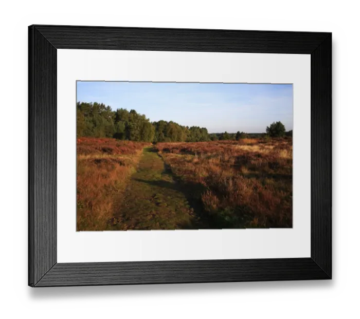 Framed Print : View of path through breckland heathland habitat at dawn, Knettishall Heath Country Park, Suffolk, England, october Framed Print : View of path through breckland heathland habitat at dawn, Knettishall Heath Country Park, Suffolk, England, october