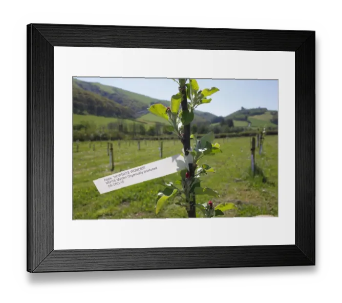 Framed Print : Cultivated Apple (Malus domestica) Howgate Wonder, label on newly planted maiden whip in organic orchard, Powys, Wales
