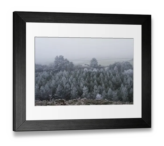 Framed Print : Rime frost, covering conifer trees in forest, Dorset, England, december Framed Print : Rime frost, covering conifer trees in forest, Dorset, England, december
