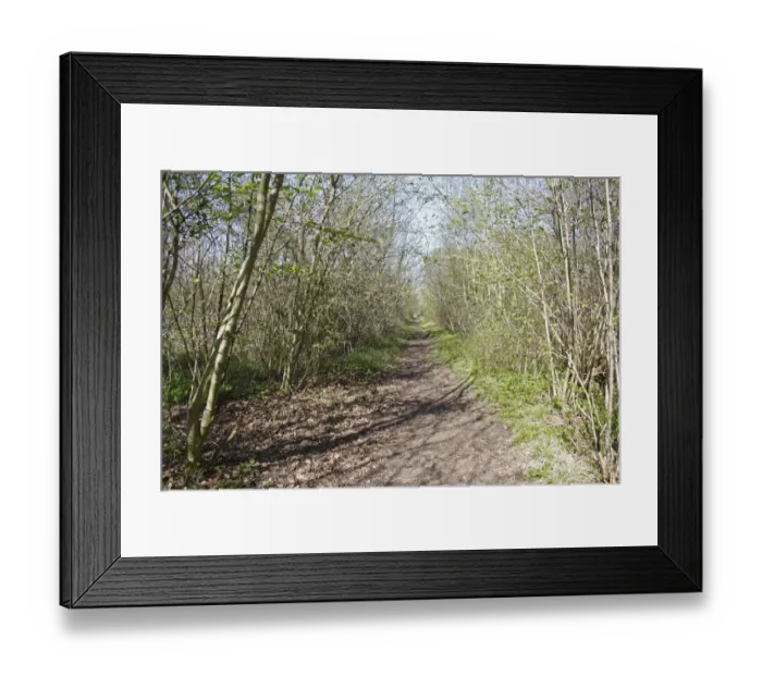 Framed Print : Common Hazel (Corylus avellana) ancient coppiced woodland habitat, Combs Wood Reserve, Combs Ford, Suffolk, England Framed Print : Common Hazel (Corylus avellana) ancient coppiced woodland habitat, Combs Wood Reserve, Combs Ford, Suffolk, England