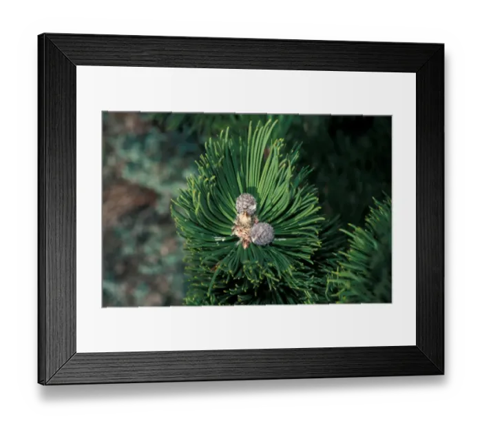 Framed Print : Bosnian Pine (Pinus leucodermis) Cones / February Framed Print : Bosnian Pine (Pinus leucodermis) Cones / February