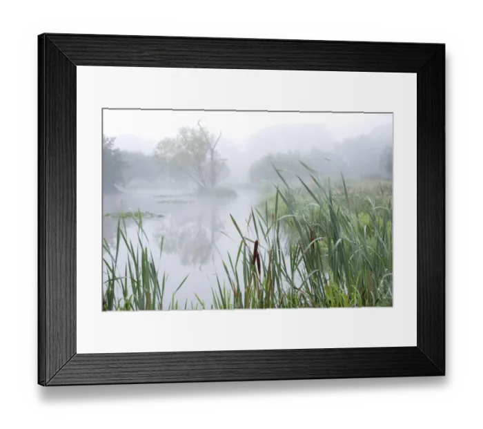 Framed Print : Misty pond on organic farm at dawn, West Yorkshire, England, september Framed Print : Misty pond on organic farm at dawn, West Yorkshire, England, september