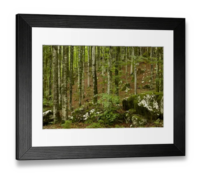 Framed Print : Common Beech (Fagus sylvatica) old woodland habitat on limestone, Triglav N. P. Julian Alps, Slovenia, june