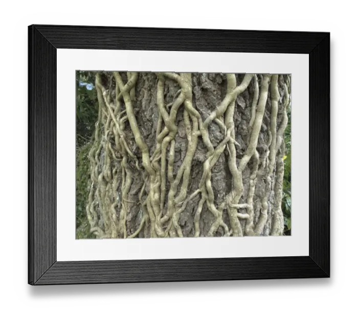 Framed Print : Ivy (Hedera helix) roots climbing tree trunk, Devon, England, april Framed Print : Ivy (Hedera helix) roots climbing tree trunk, Devon, England, april