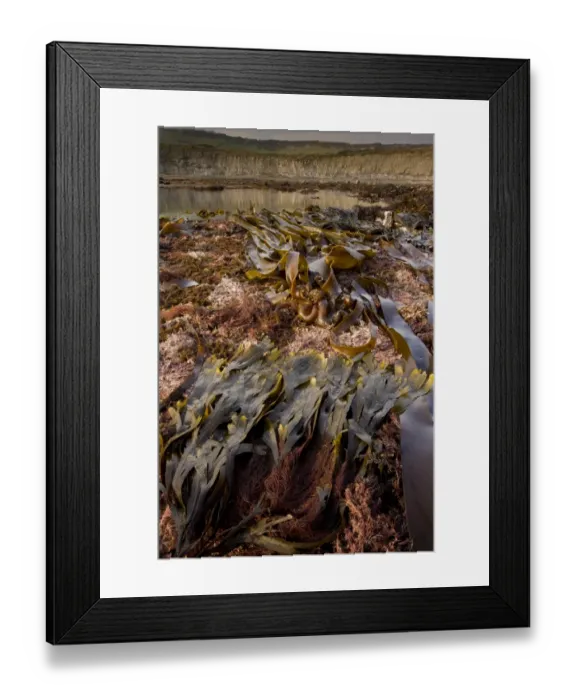 Framed Print : Seaweed fronds, on shore with rockpools at low tide, Kimmeridge Bay, Dorset, England, march Framed Print : Seaweed fronds, on shore with rockpools at low tide, Kimmeridge Bay, Dorset, England, march
