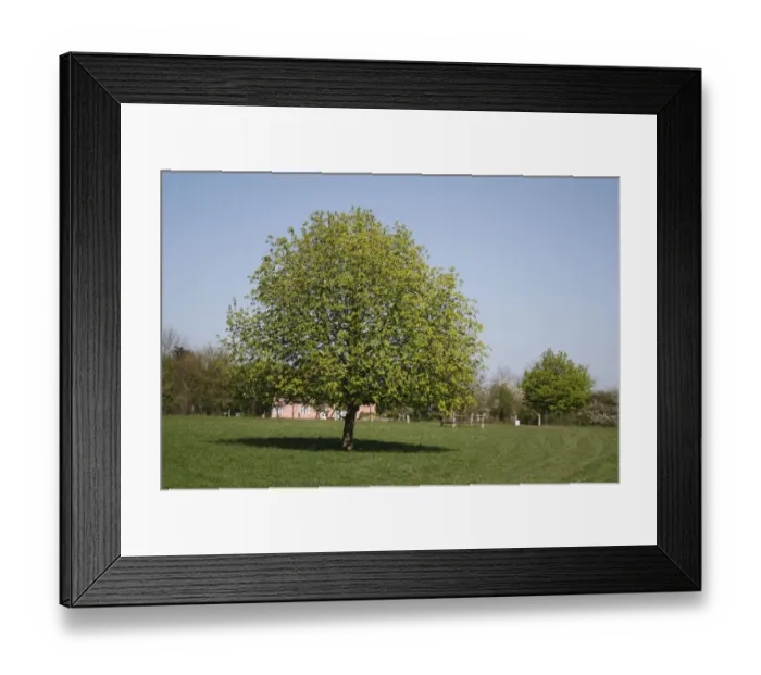 Framed Print : Horse Chestnut (Aesculus hippocastanum) habit, growing in meadow, Barking Tye, Suffolk, England, april