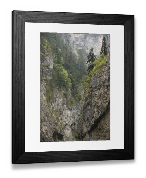 Framed Print : Precipitous limestone cliffs with spruce trees in mist, Trigrad Gorge, Rhodopi Mountains, Bulgaria, may Framed Print : Precipitous limestone cliffs with spruce trees in mist, Trigrad Gorge, Rhodopi Mountains, Bulgaria, may