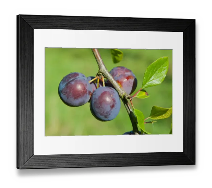 Framed Print : Plum (Prunus domestica) Kirkes Blue, close-up of fruit, growing in orchard, Norfolk, England, august Framed Print : Plum (Prunus domestica) Kirkes Blue, close-up of fruit, growing in orchard, Norfolk, England, august