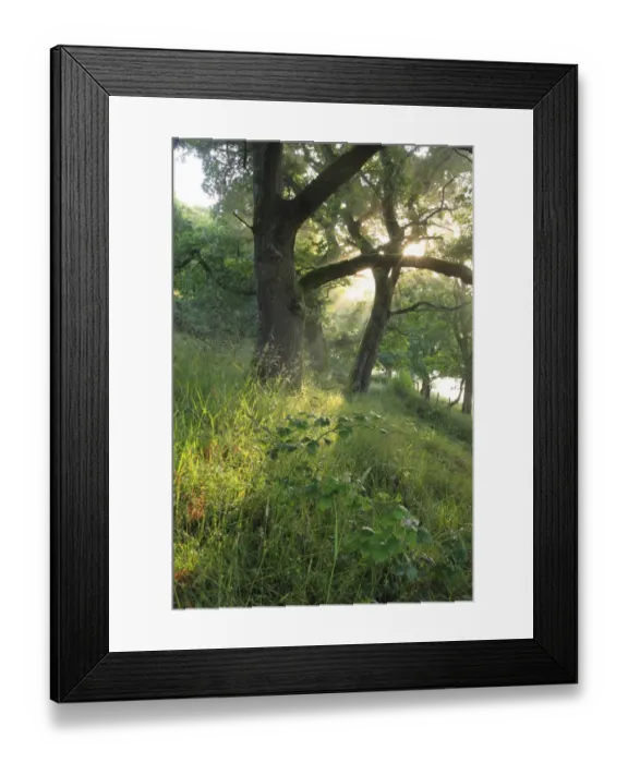 Framed Print : Sessile Oak (Quercus petraea) woodland habitat, Powys, Wales, july