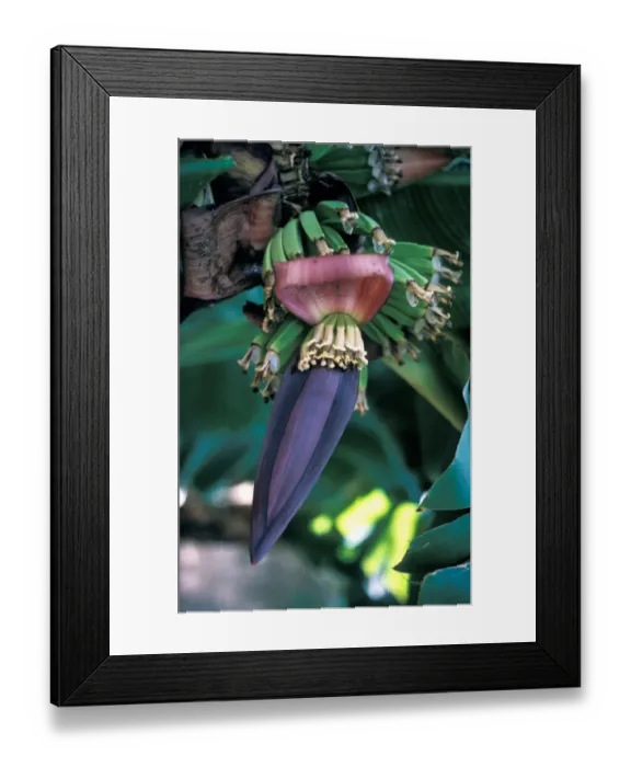 Framed Print : Banana (Musa sapientum) Close-up of plant showing flower Framed Print : Banana (Musa sapientum) Close-up of plant showing flower