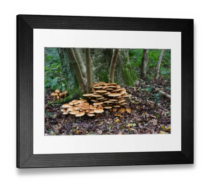 Framed Print : Shaggy Scalycap (Pholiota squarrosa) fruiting bodies, growing at base of Rowan (Sorbus aucuparia) in woodland Framed Print : Shaggy Scalycap (Pholiota squarrosa) fruiting bodies, growing at base of Rowan (Sorbus aucuparia) in woodland