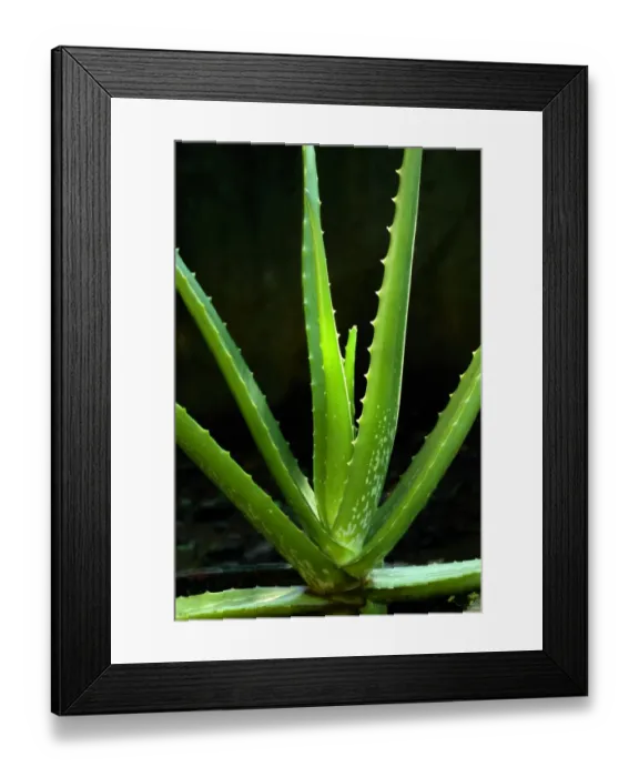 Framed Print : Medicinal Aloe (Aloe vera) close-up of leaves, Trivandrum, Kerala, India Framed Print : Medicinal Aloe (Aloe vera) close-up of leaves, Trivandrum, Kerala, India