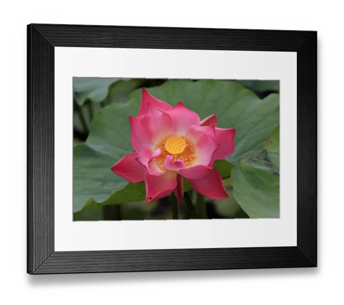Framed Print : Indian Lotus (Nelumbo nucifera) close-up of flower, Kota Kinabalu, Sabah, Borneo, Malaysia