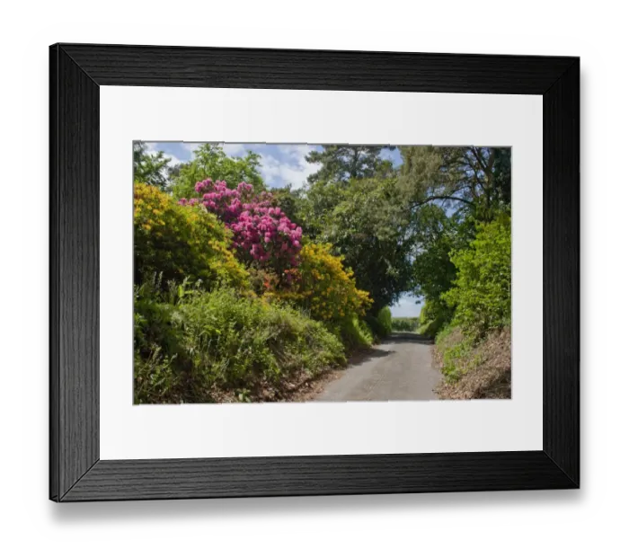 Framed Print : Cultivated Rhododendron (Rhododendron sp. ) garden escapee, flowering, growing in hedgerow beside lane, Sussex, England Framed Print : Cultivated Rhododendron (Rhododendron sp. ) garden escapee, flowering, growing in hedgerow beside lane, Sussex, England
