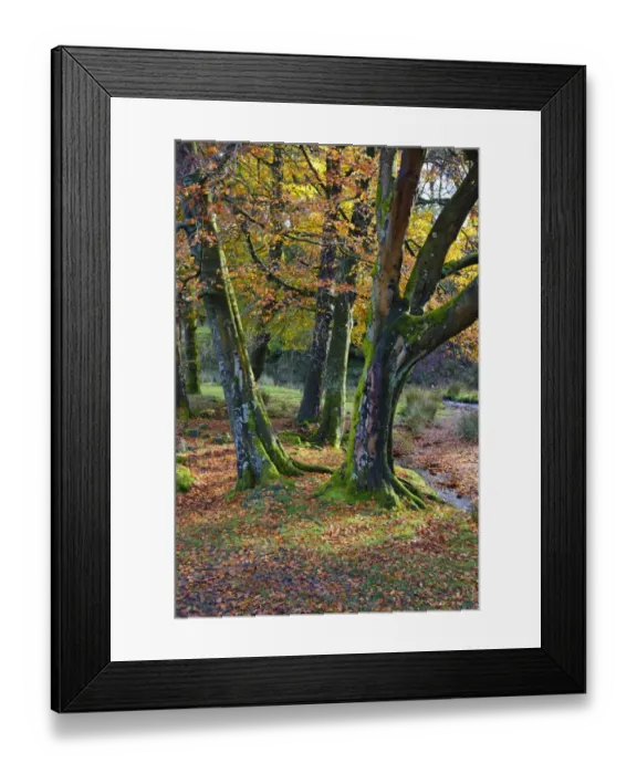 Framed Print : Common Beech (Fagus sylvatica) habit, leaves in autumn colour, Marshaw Wyre, Marshaw, Over Wyresdale Framed Print : Common Beech (Fagus sylvatica) habit, leaves in autumn colour, Marshaw Wyre, Marshaw, Over Wyresdale
