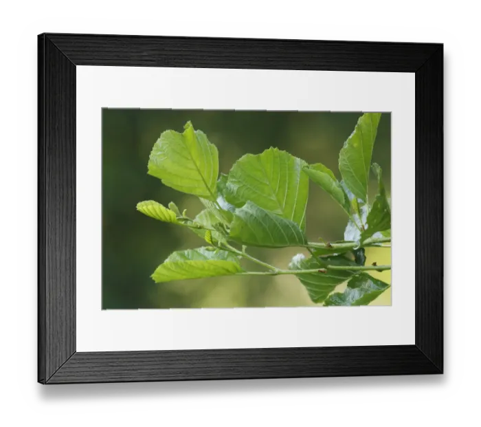 Framed Print : Common Alder (Alnus glutinosa) close-up of leaves, Askham Bog, North Yorkshire, England, july Framed Print : Common Alder (Alnus glutinosa) close-up of leaves, Askham Bog, North Yorkshire, England, july