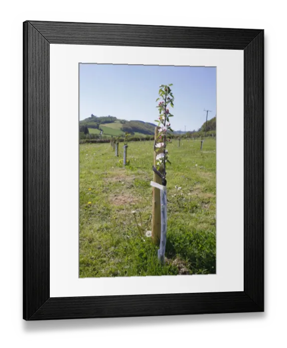 Framed Print : Cultivated Apple (Malus domestica) Red Falstaff, newly planted maiden whips in organic orchard, Powys, Wales. april Framed Print : Cultivated Apple (Malus domestica) Red Falstaff, newly planted maiden whips in organic orchard, Powys, Wales. april