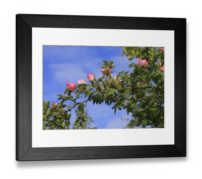 Framed Print : Sherards Downy Rose (Rosa sherardii) flowering, growing in hedge, Powys, Wales, june